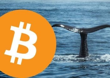 Bitcoin Whales Aggressively Purchase $2.9 Billion Worth Amid Market Dip