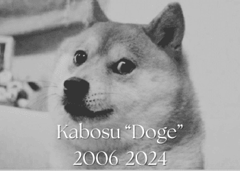 Shiba Inu Who Inspired the Dogecoin DOGE Meme Passes Away