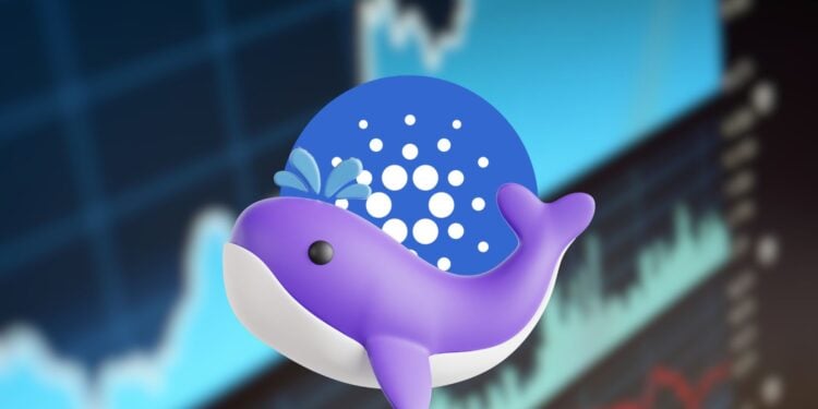 Cardano Whales Feast: 10 Million Ada Accumulated