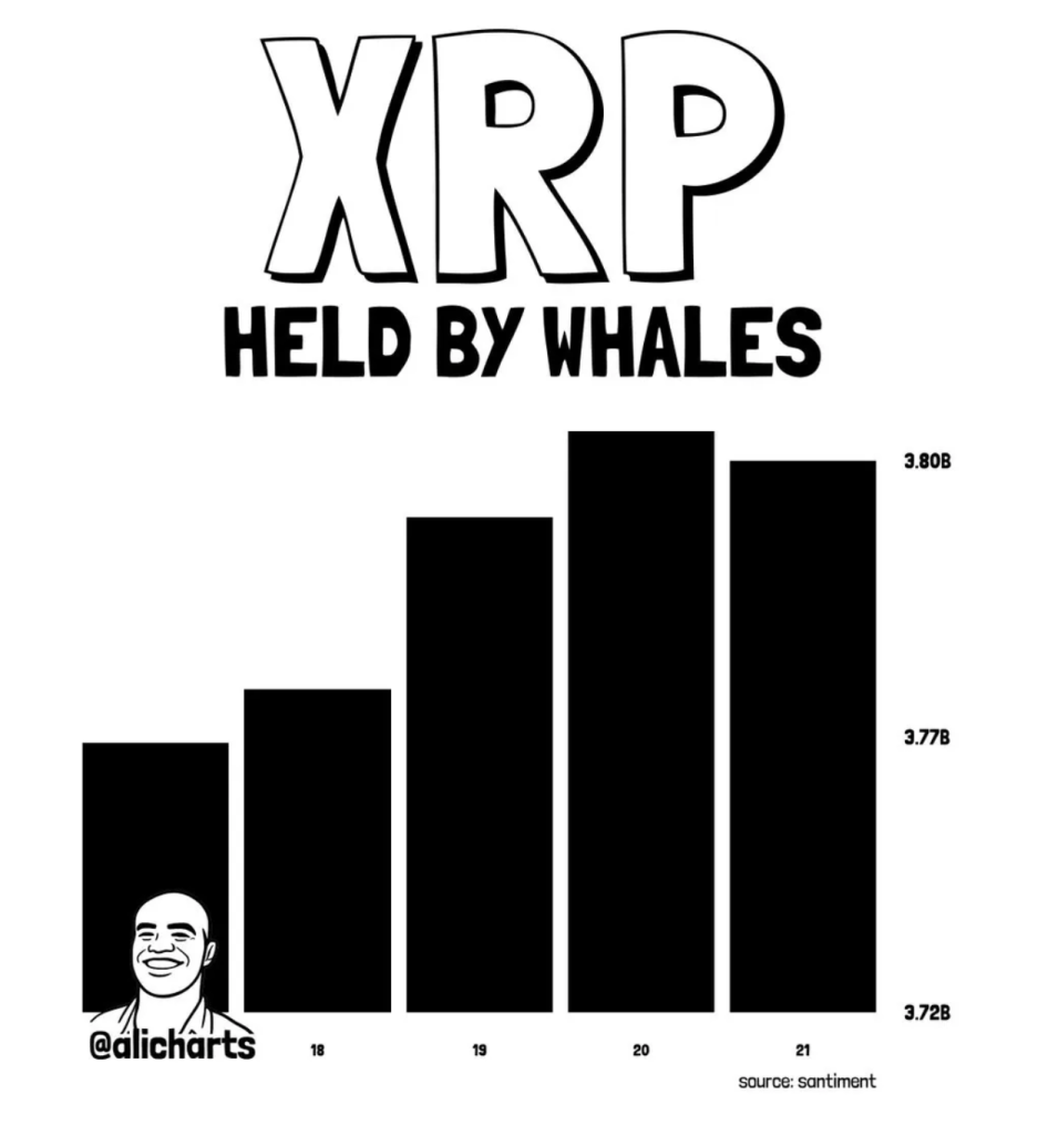 Xrp Whale