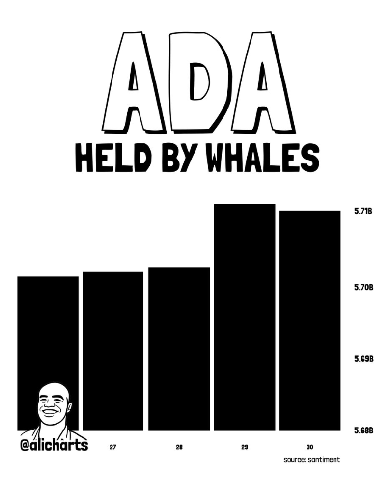 Ada Whale
